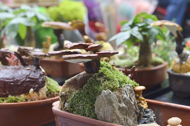 Gần 5 triệu đồng 1 chậu nấm linh chi bonsai chơi Tết ở Thủ đô